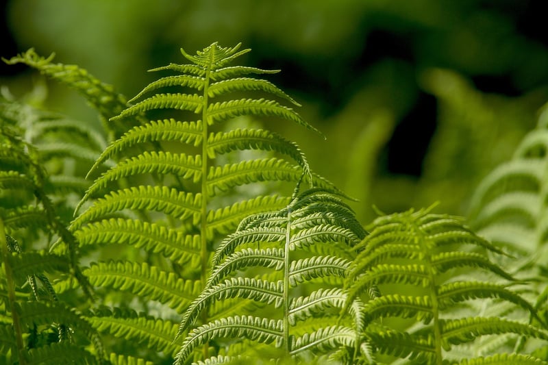 Leafy Greens